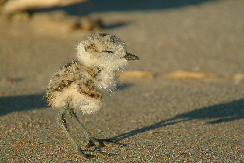 Fratino- Charadrius alexandrinus